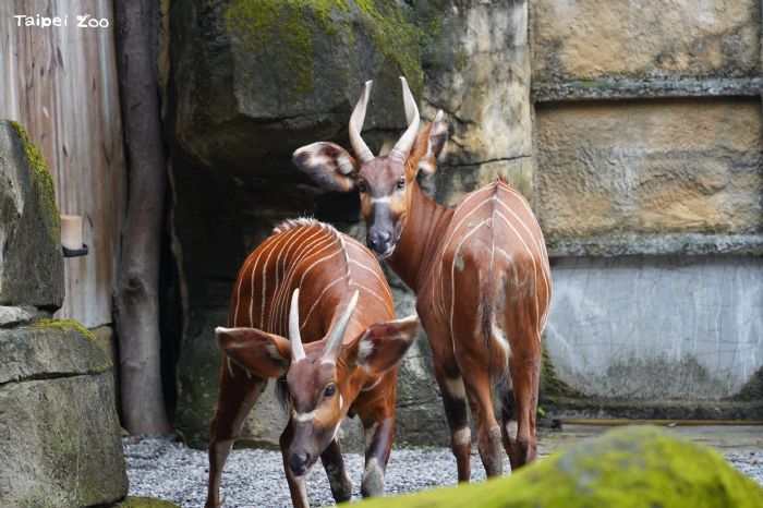 臺北市立動物園歡慶建園111周年，跨海藝術與保育同行「野性再現」再掀感動浪潮